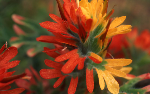 Castilleja sp. mutation