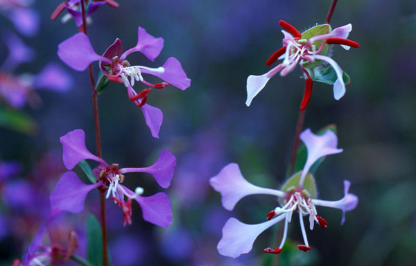 <i>Clarkia unguiculata</i>