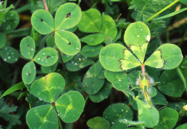 Clover leaf patterns