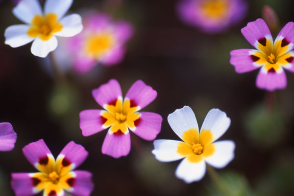 <i>Linanthus ciliatus</i>