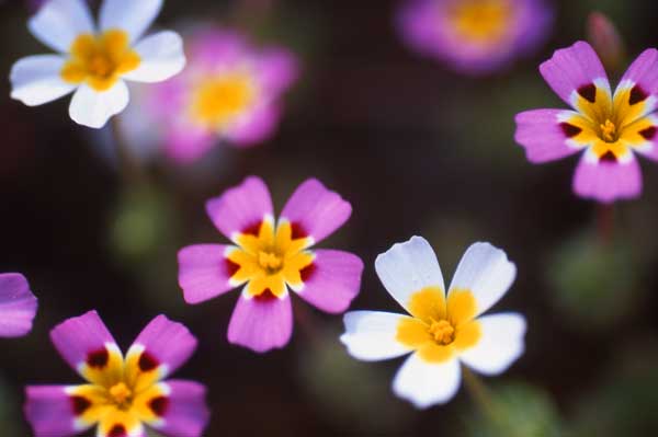 <i>Linanthus ciliatus</i>