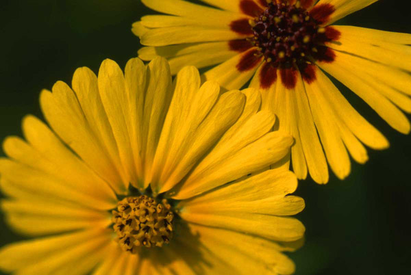 <i>Madia elegans</i>