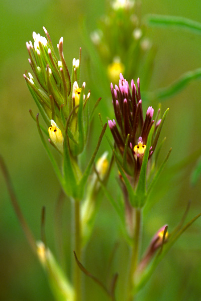 <i>Triphysaria eriantha</i>