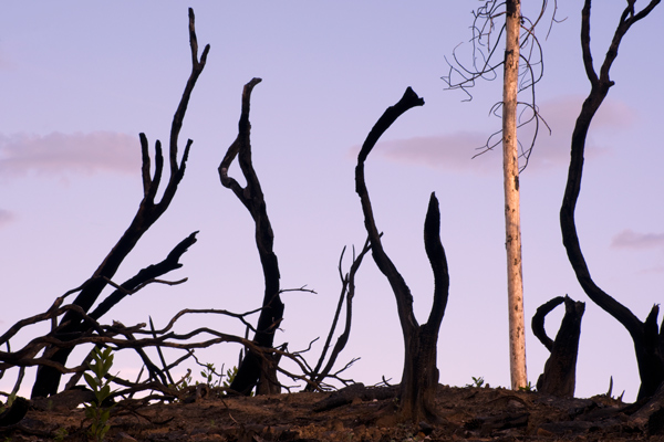 Carr Fire, Art from the ashes