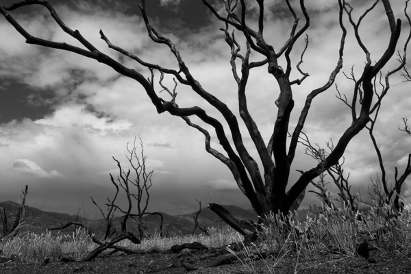 Carr Fire, Art from the ashes
