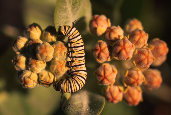 Caterpillar