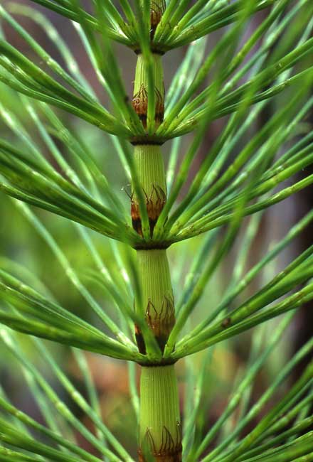 Horsetail