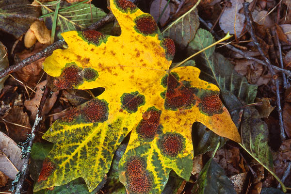 maple leaf