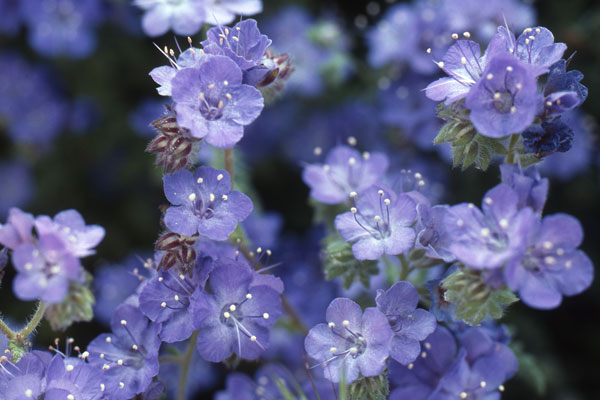 <i>Phacelia</i>