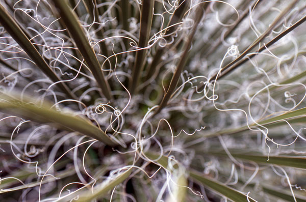 Yucca close-up