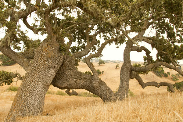 Blue oak