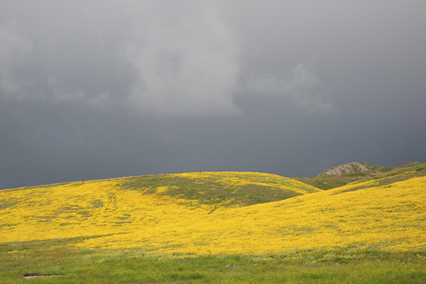 Carrizo Plains